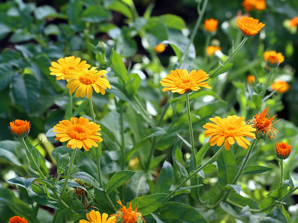 Calendula Flowers (Marigold)