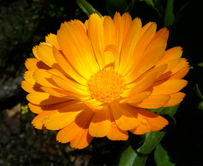 Calendula Flowers (Marigold)