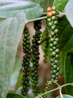 TELLICHERRY Black Peppercorns